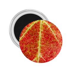 Plant Vineyard Wine Sunlight Texture Leaf Pattern Green Red Color Macro Autumn Circle Vein Sunny  2 25  Magnets by Vaneshart