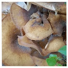 Close Up Mushroom Abstract Wooden Puzzle Square by Fractalsandkaleidoscopes