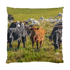 Cows At Countryside, Maldonado Department, Uruguay Standard Cushion Case (two Sides) by dflcprints