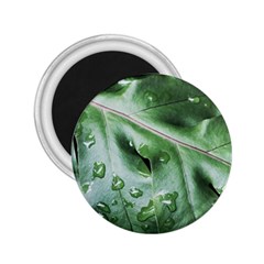 Green Wet Rain Water Drops Plant 2 25  Magnets by Vaneshart