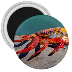 Colored Crab, Galapagos Island, Ecuador 3  Magnets by dflcprintsclothing