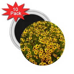 Daisy May 2 25  Magnets (10 Pack)  by LW323