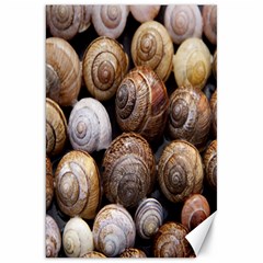 Snail Shells Pattern Arianta Arbustorum Canvas 20  X 30  by artworkshop