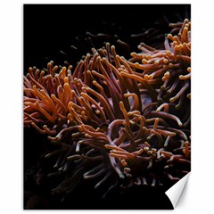 Sea Anemone Coral Underwater Ocean Sea Water Canvas 11  X 14  by pakminggu