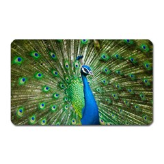 Peafowl Peacock Magnet (rectangular) by Sarkoni