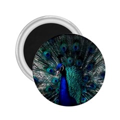 Blue And Green Peacock 2 25  Magnets by Sarkoni