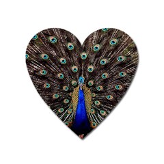 Peacock Heart Magnet by Ket1n9