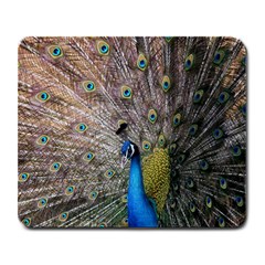 Peacock Bird Animal Peafowl Large Mousepad by Perong