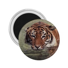 Swimming Tiger 2 25  Magnets by ExtraAwesomeSauce