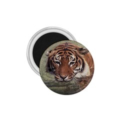 Swimming Tiger 1 75  Magnets by ExtraAwesomeSauce