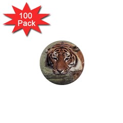 Swimming Tiger 1  Mini Magnets (100 Pack)  by ExtraAwesomeSauce