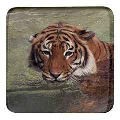 Swimming Tiger Square Glass Fridge Magnet (4 Pack) by ExtraAwesomeSauce