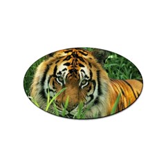 Tiger Sticker (oval) by ironman2222